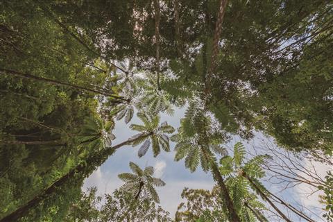 亜熱帯植物が群生する金作原